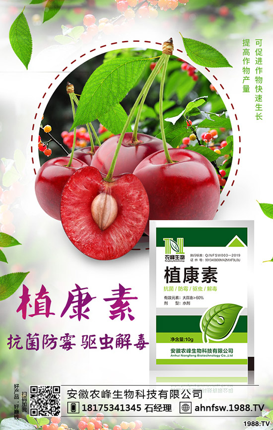 當歸怎么種植,當歸種植效益及栽培技術!