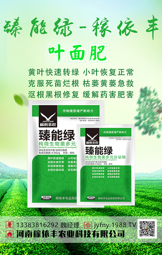 萵筍施肥有方法，萵筍四大科學(xué)施肥技術(shù)！