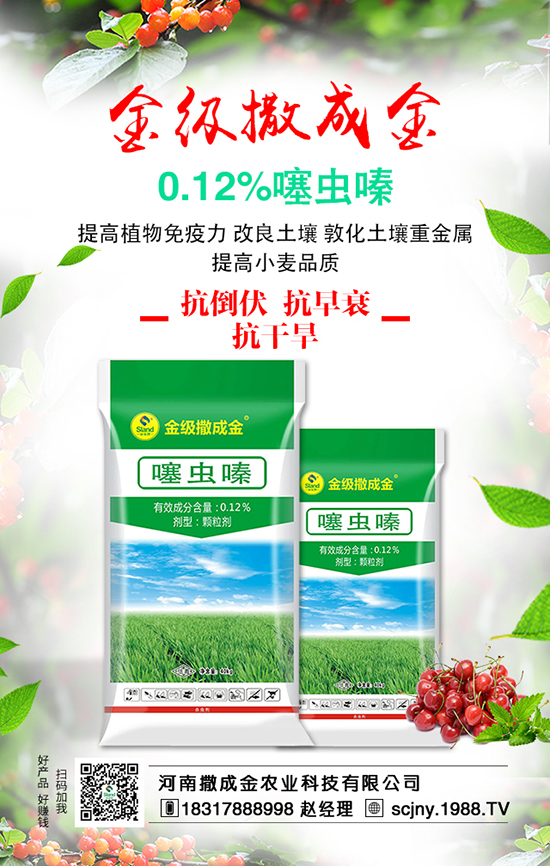 菠菜營養(yǎng)豐富，想豐收，菠菜施肥很重要