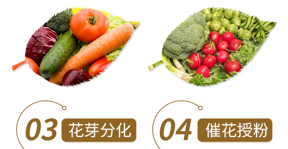 ��ˎ�ĠI�B(y��ng)���a(b��)-����ֲ��ˮ�ܷ�-�����r(n��ng)��_06