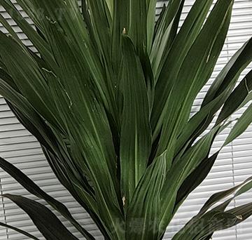 ��Ѫ��(sh��)-��������