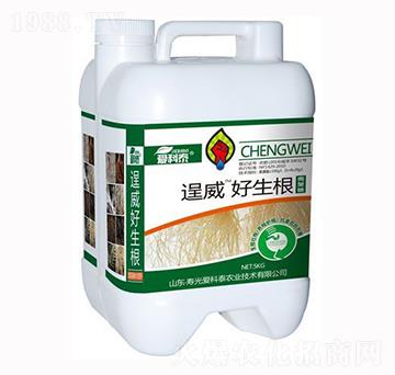 ������-����-��(��i)��̩